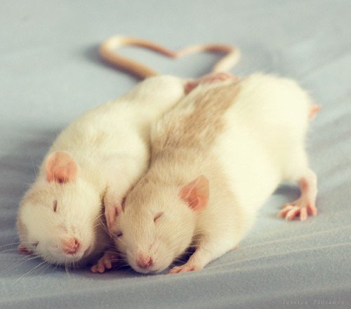 Мышам вживили ложные воспоминания