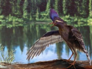В Китае нашли скелет и перья древнейшей птицы