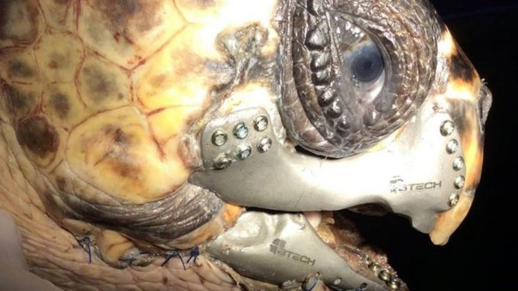 Для раненой черепахи напечатали из титана 3D-протез челюсти