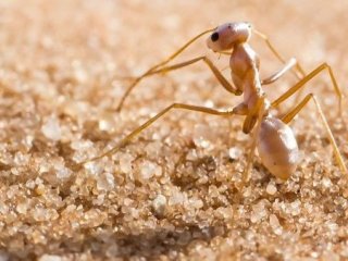 Серебряные волосы спасают муравьев от жары в 70°С
