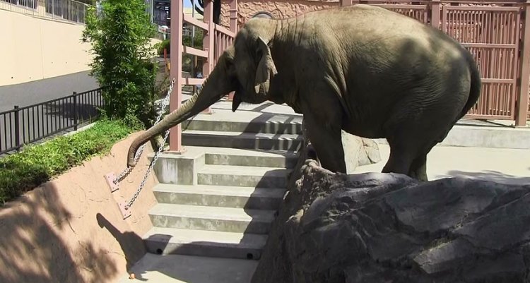 Как слоны научились добираться до труднодоступной пищи