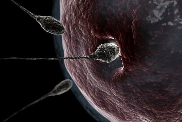 Словно выдры: 3D-cъемка показала, как на самом деле движутся сперматозоиды - Телеканал 
