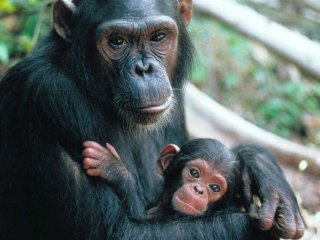 У шимпанзе мамы тоже учат детей, как себя вести