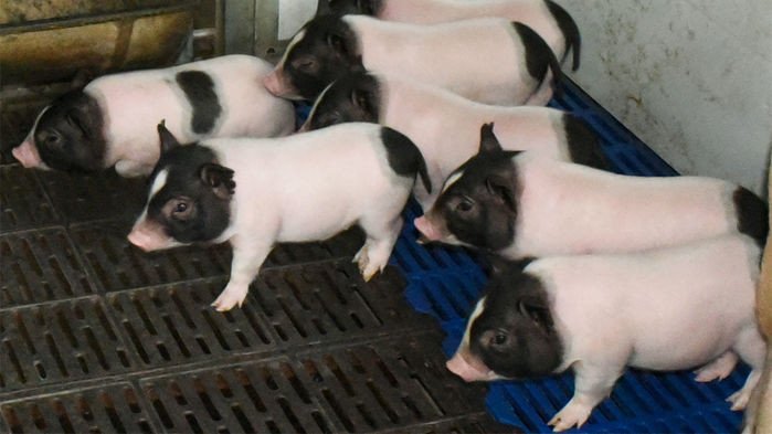 Генномодифицированные свинки лучше переносят холод и дают больше мяса