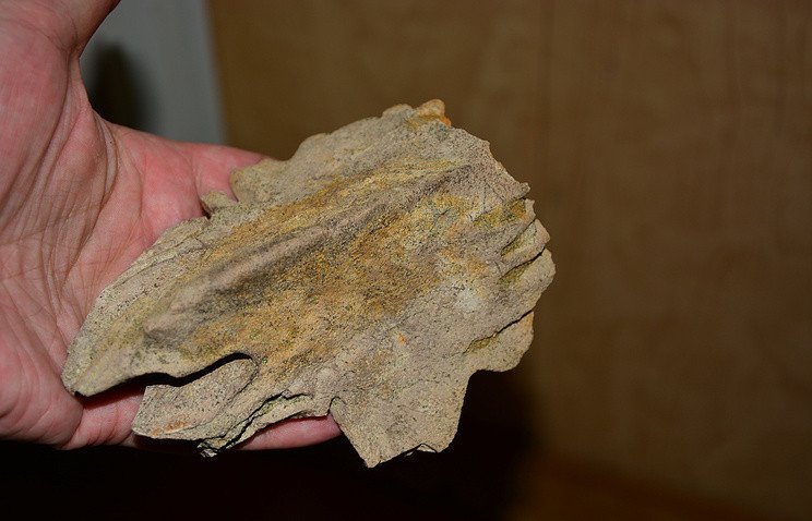 © Максим Архангельский/ пресс-служба СГТУ