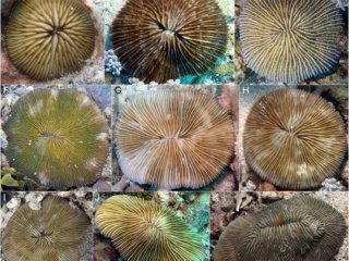 Подводные фотографии грибовидных кораллов Красного моря — хозяев новых видов симбиотических копеподов. Источник: Ivanenko et al., Molecular phylogenetics and evolution, 2018