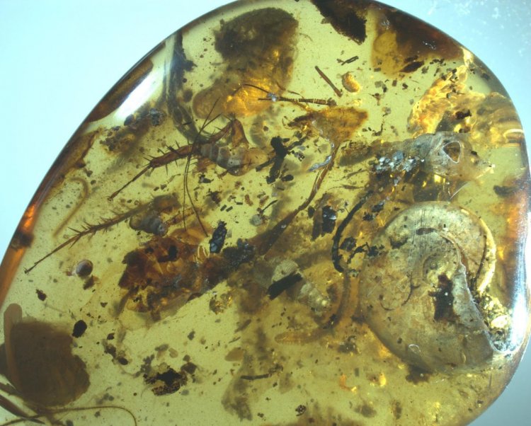 В янтаре впервые обнаружили вымершего аммонита