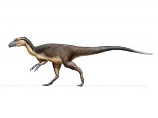 В Австралии найдены останки полярных пернатых динозавров