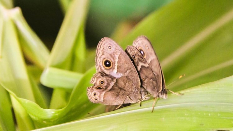 Бабочки могут приобрести новые вкусовые предпочтения и передать их своим потомкам