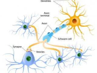 Роль молекулярных шаперонов в развитии нейронов