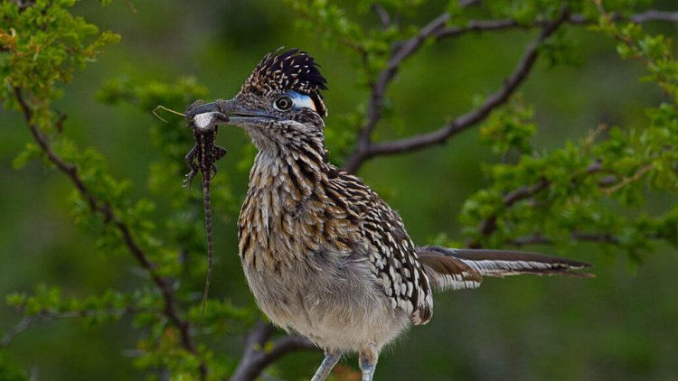 Сотни расшифрованных геномов помогут заполнить генеалогическое древо птиц