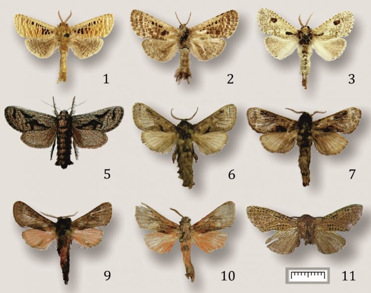 Энтомологи открыли два новых рода тропических бабочек