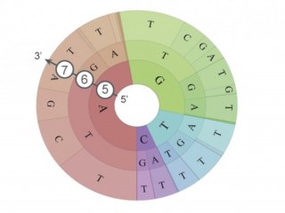 Новые компактные нуклеазы Cas9 – перспективный инструмент для редактирования генома