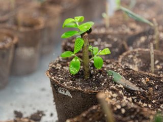 В КФУ создали вегетационный модуль для укоренения растений
