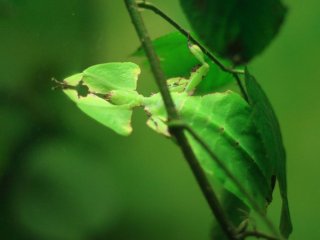 Гигантский лиственный жук подолгу — от лености — прячется в листьях деревьев