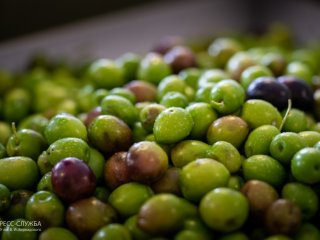 Крымский федеральный университет запустил собственную линию производства оливко…