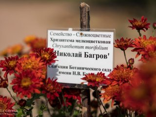 В Ботаническом саду КФУ испытывают более 100 гибридов хризантем…