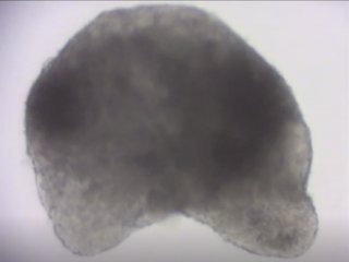 Ученые вырастили эмбриоид мыши из стволовых клеток
