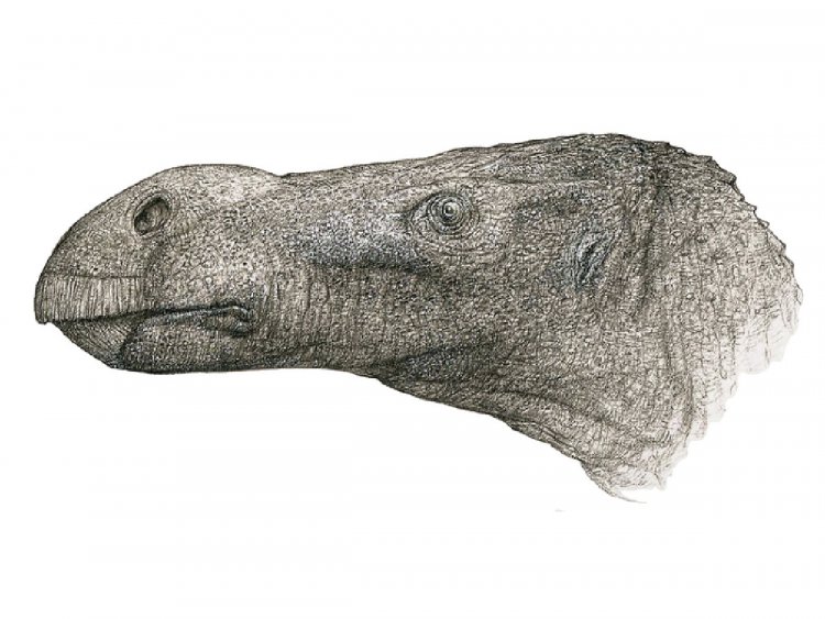 На Британских островах обнаружен новый вид динозавров-игуанодонов