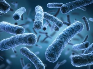 Предки бактерии легионеллы инфицировали клетки еще два миллиарда лет назад
