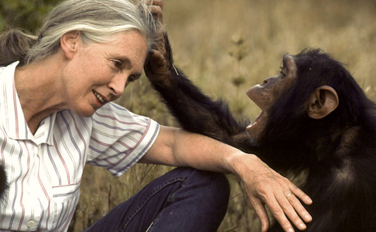 Чтобы появилась возможность наблюдать за шимпанзе вблизи, Джейн Гудолл нужно было завоевать доверие у приматов. Фотография иллюстрирует, то у Джейн Гудолл это получилось. Источник: taynyplanet.mirtesen.ru