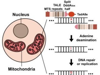 Разработан новый метод редактирования митохондриальной ДНК