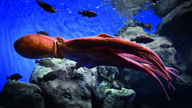 Обитатели Приморского океанариума: тихоокеанский осьминог Дофляйна (Enteroctopus dofleini) 
