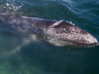 Серый кит / Источник фото: © Mogens Trolle/Shutterstock/FOTODOM