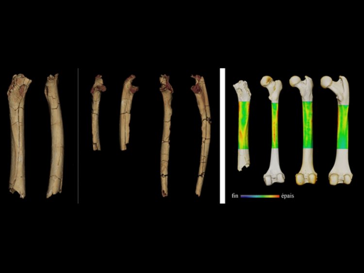 Древнейший человек сахелантроп уже ходил на двух ногах семь миллионов лет назад 