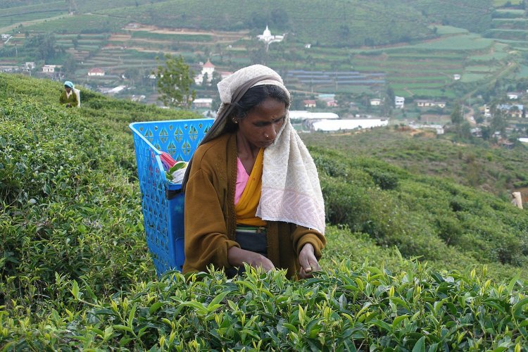 Нувара-Элия, Шри-Ланка. Чайные плантации. Одно из самых популярных мест в мире по производству чая