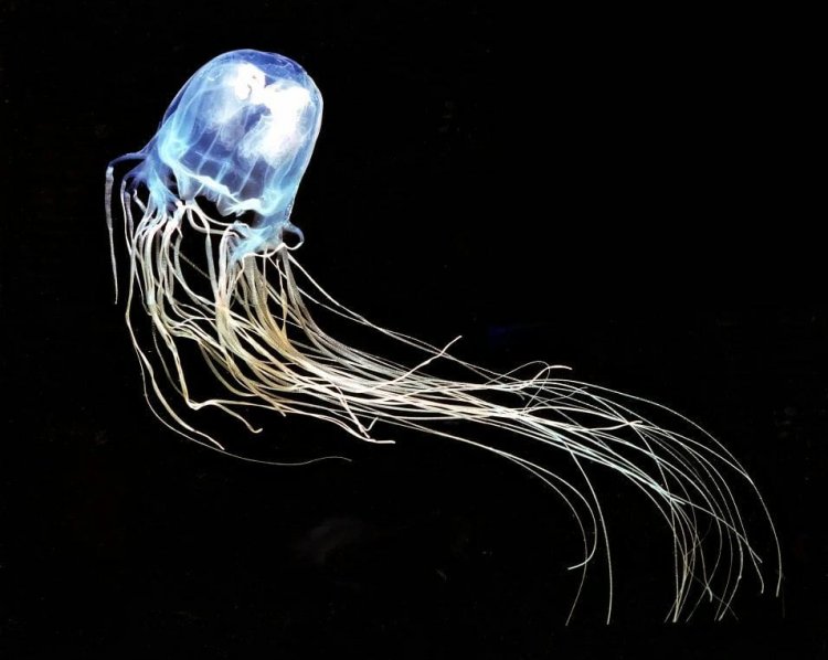 Медуза «морская оса» — самое ядовитое морское животное на планете. Фото: Dr. Robert Harwick / The New Yorker 