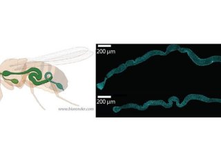Слева: Модельный организм плодовой мушки (Drosophila melanogaster), желудочно-кишечный тракт выделен зеленым цветом. Справа: Микроскопические изображения кишечника плодовой мушки, на которых окрашены ядра клеток (голубой)