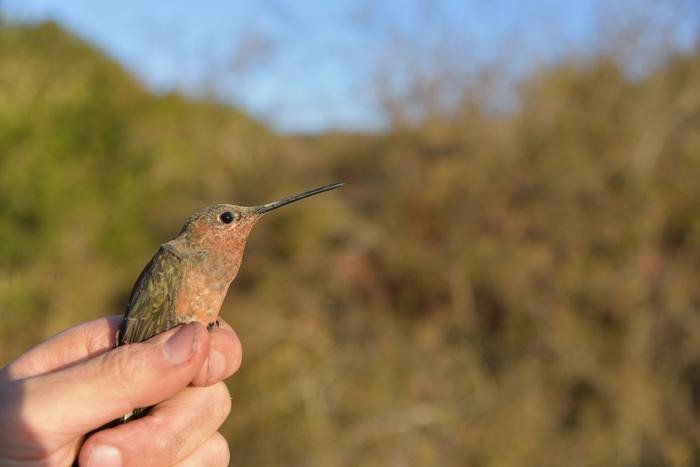 Обнаружен самый крупный вид колибри