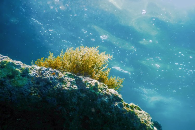 Обнаружены океанические водоросли, помогающие охлаждать Землю. Фото: ru.123rf.com