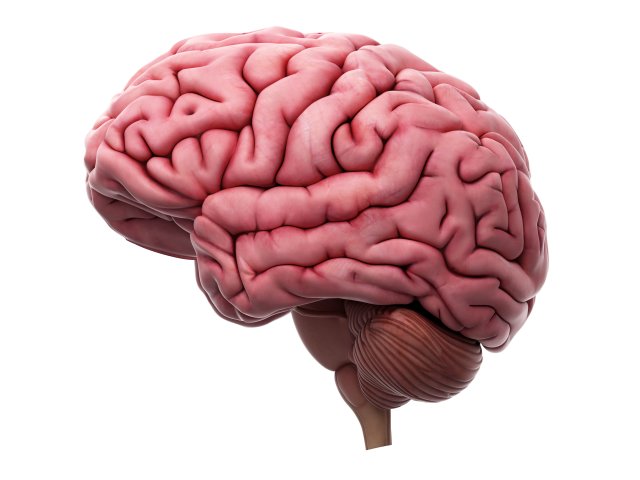 Головной мозг. Фото: Фото: ru.123rf.com