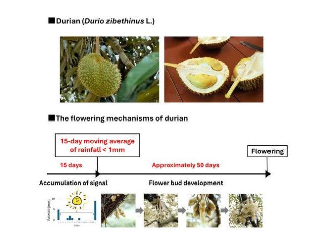 Выяснилось, что дуриан зацвёл после 15-дневной засухи, примерно через 50 дней после её окончания. Фото: Shinya Numata / Tokyo Metropolitan University