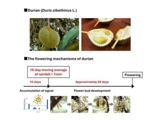 Выяснилось, что дуриан зацвёл после 15-дневной засухи, примерно через 50 дней после её окончания. Фото: Shinya Numata / Tokyo Metropolitan University