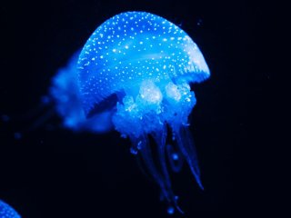 Из азовских медуз сделают ценный продукт питания. Фото: wirestock / фотобанк Freepik