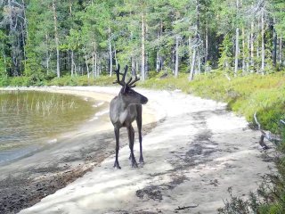 Лесной северный олень в Карелии. Изображения получены с помощью фотоловушек. Источник - КарнцРАН