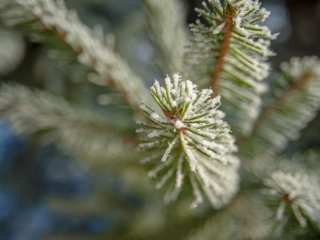 Изображение: evgeniipredibailo/Фотобанк RU.123.RF