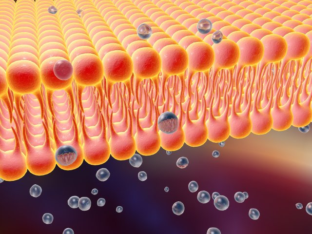 Как клетки регулируют уровень белка внутри себя? Фото: ru.123rf.com