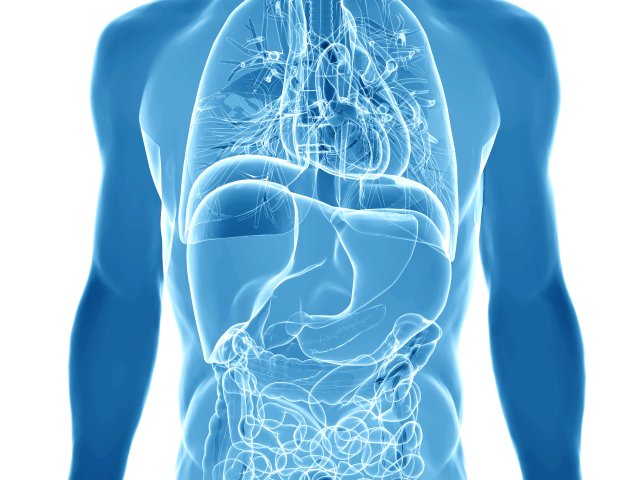 На ранних стадиях воспалительных заболеваний кишечника происходят изменения в его микрофлоре. Фото: ru.123rf.com