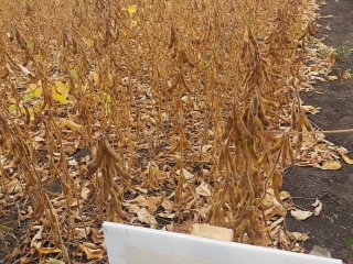 От сои до пшеницы: достижения отечественной селекции. Лекция профессора РАН Екатерины Журавлевой. Фото: Е.В. Журавлева