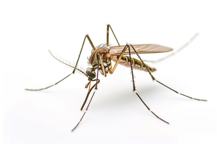 Изображение: zillrehman01/Фотобанк RU.123RF