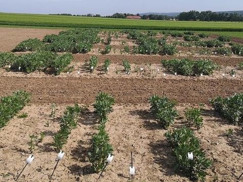 На фотографии хорошо видна разница в зимостойкости различных инбредных линий яровой и озимой кормовой фасоли. Фото: Windhorst / Leibniz Institute of Plant Genetics and Crop Plant Research