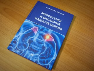 Ученые ФИЦ питания и биотехнологии доказали, что клетки надпочечников постоянно самообновляются. Фото: Елена Либрик / «Научная Россия»