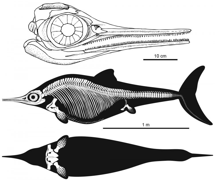 Реконструкция черепа и скелета ихтиозавра Nannopterygius saveljeviensis из верхней юры Поволжья