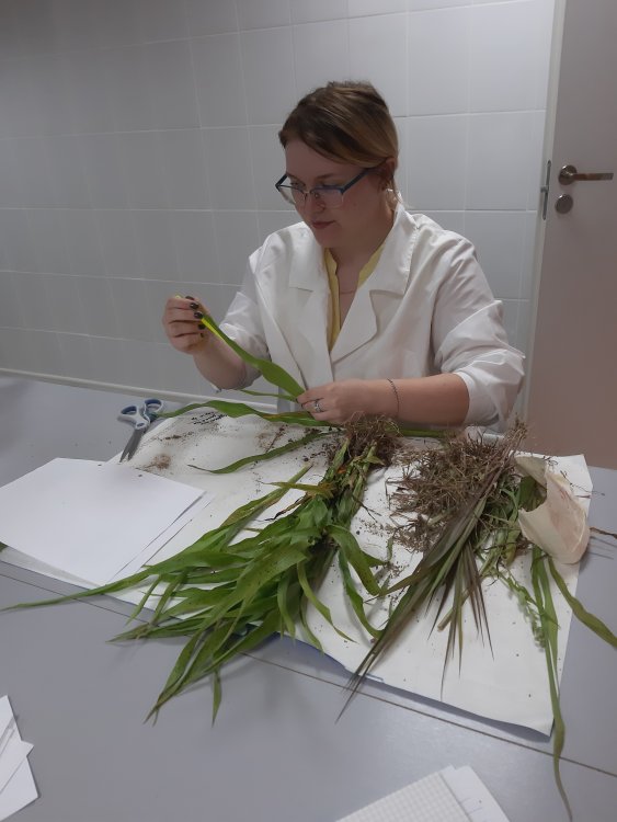 На фото младший научный сотрудник Любовь Владимировна Сухарева снимает морфометрические показатели растений опытных культур