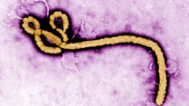 Спасет ли от Эболы новое лекарство?