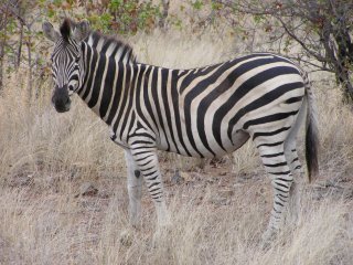 Почему все-таки зебра полосатая